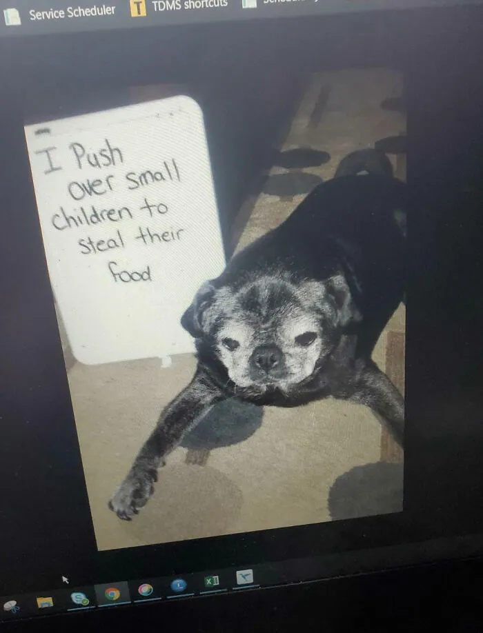 My Old Dog...