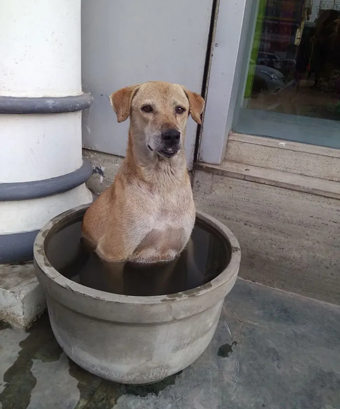 Mom Found This Good Boye Outside A Store In 40 Degrees Heat