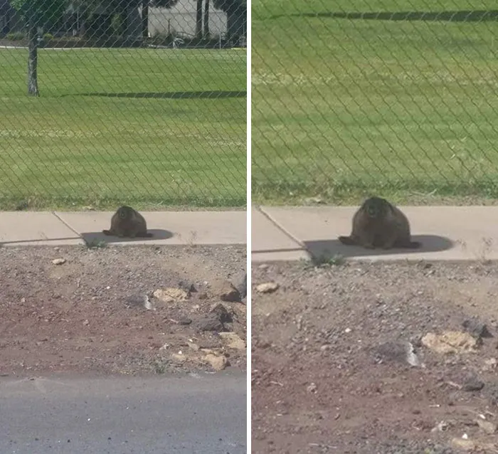 You Know It's A Hot Day In Canada When