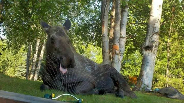 It's Been Hot In Alaska