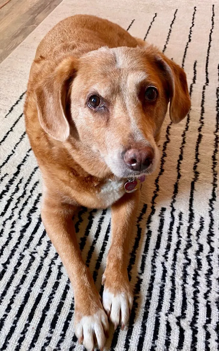 Bailey