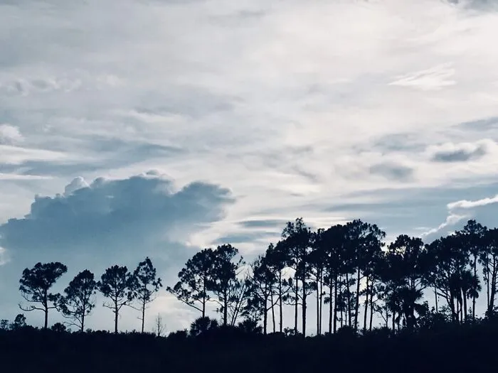 The Everglades
