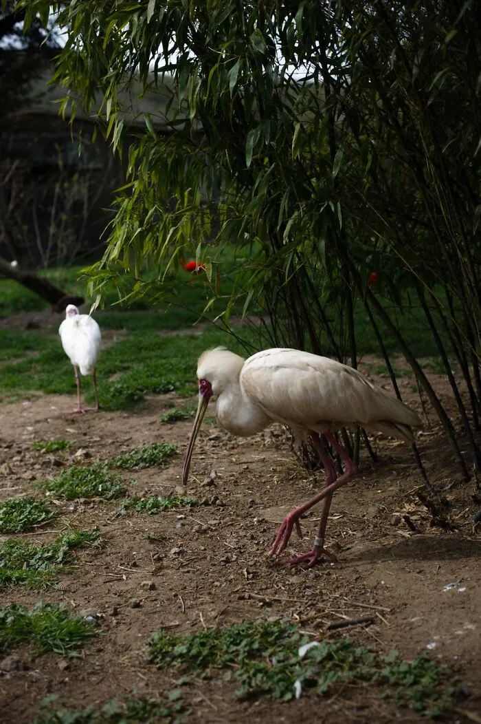 At Safari West