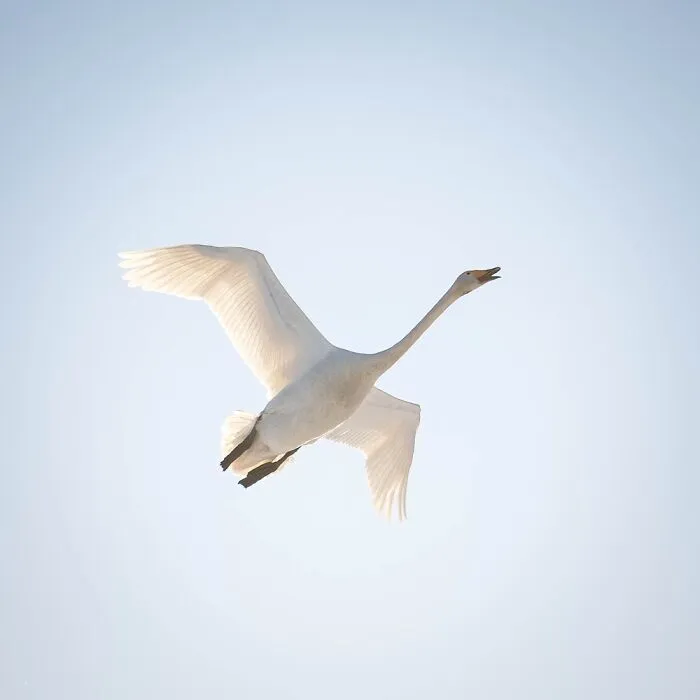 Swan With Tone