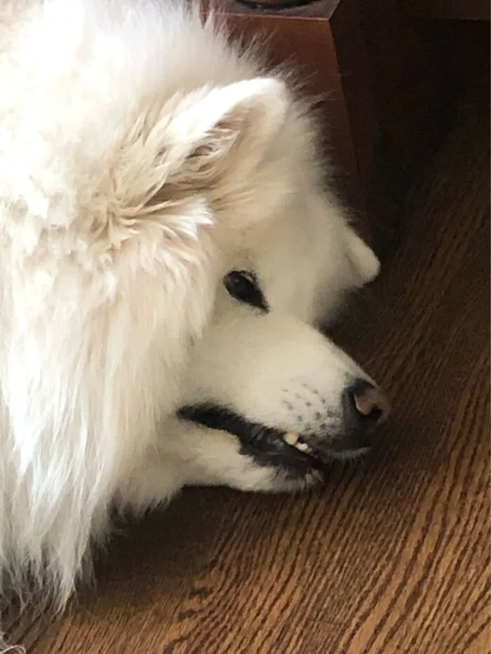 Crazy Fluff!!