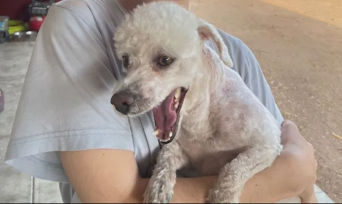 Me: Takes Picture Of Dog.      Dog: Yaaaaaawn