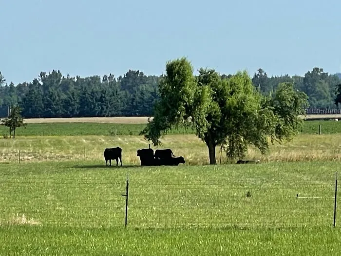 We Live On A Farm In The Pacific Nw, So Our Backyard Tends To Be Bigger Than Some.