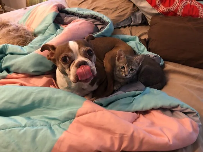 A Derpy Dog And Cute Kitty
