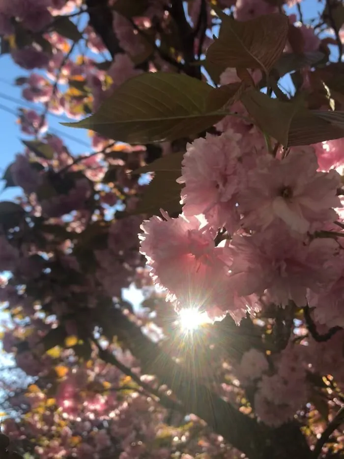 Cherry Blossoms