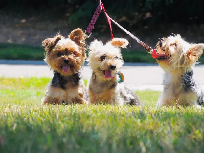 Wicket Winchester And Wiley, Happy Pupparoos.