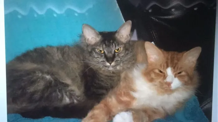 Tigga & Shadow