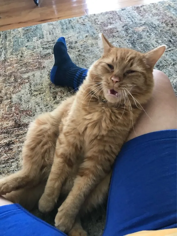 Hamilton