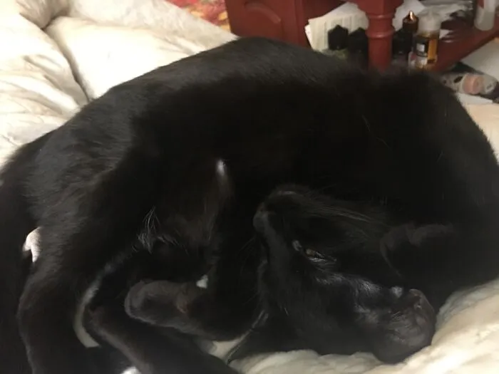 Sweet Sam