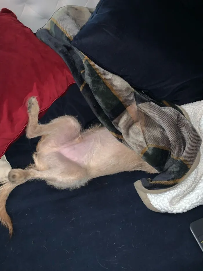 Shameless Seamus