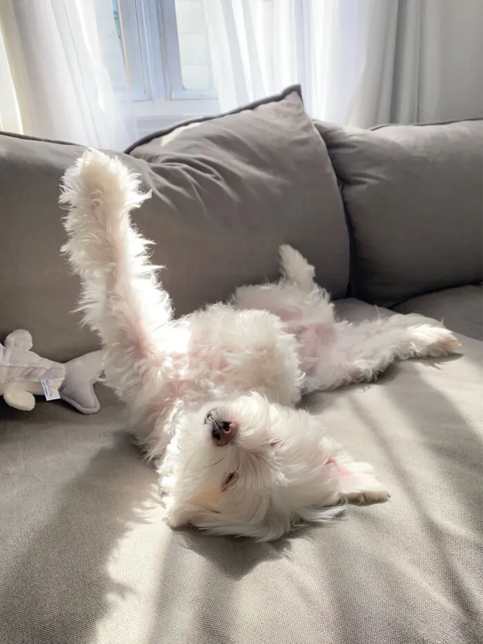 My Fur Baby Part 2 Lol
