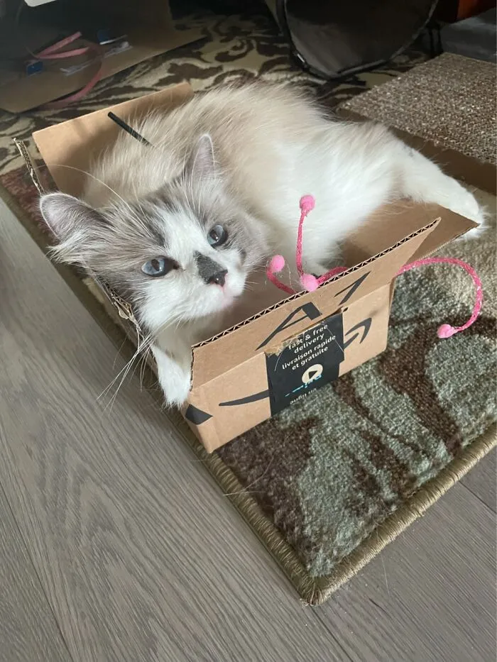 Lily Likes Her Boxes