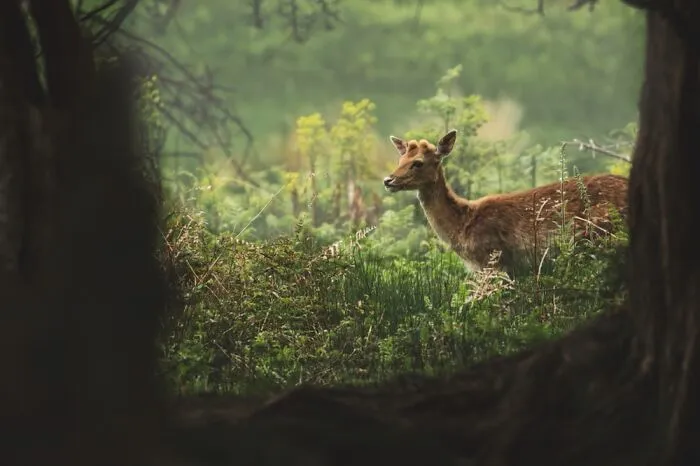 Local Sika Deer