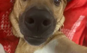 Hey Pandas, Post A Picture Of Your Pet Being Derpy (Closed)