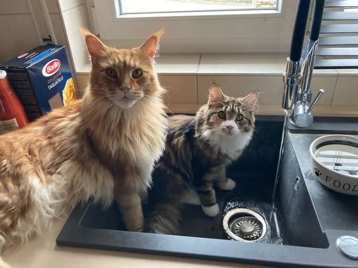 Water Cat In Training