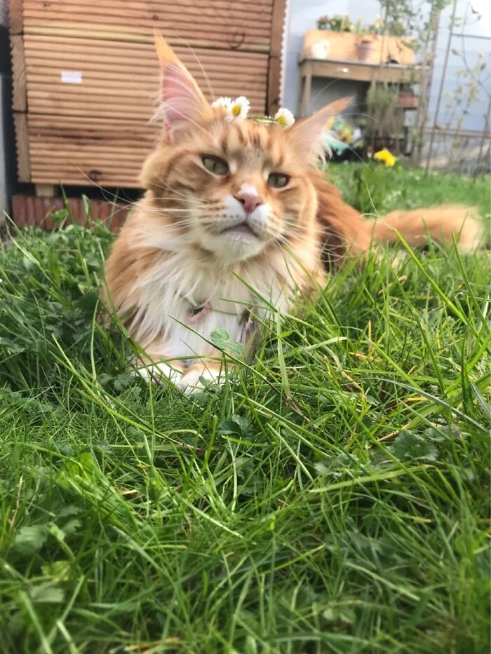 Flower Boy