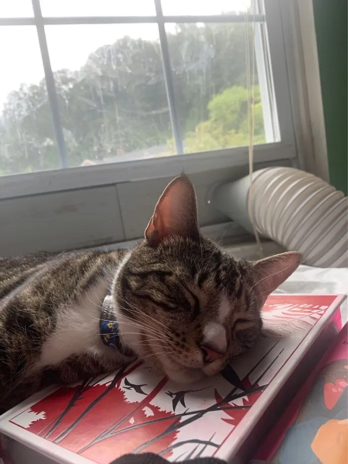 Gunner Sleeping On One Of My Books