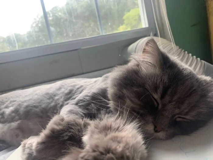 Sleepy Moses