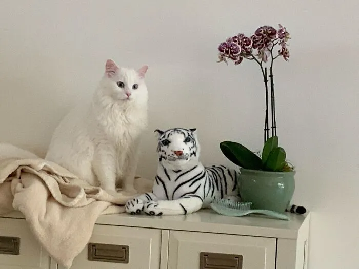The Princess Hangs Out With Her Only Feline Friend.