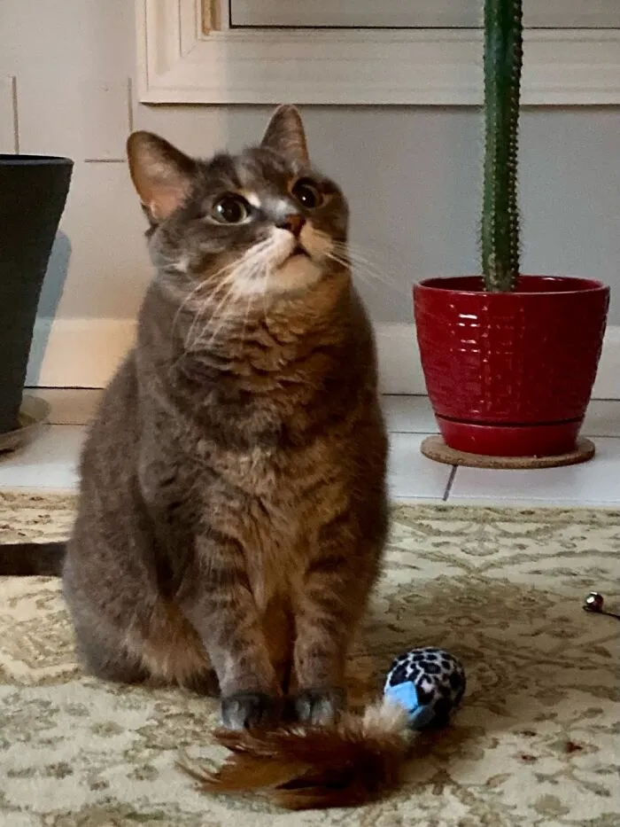Won’t Someone Play With Me?