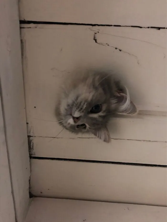 Glitch The Goofball