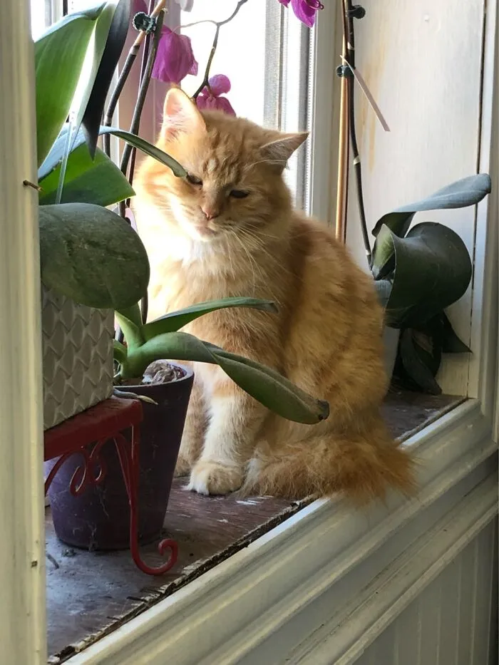 Angel