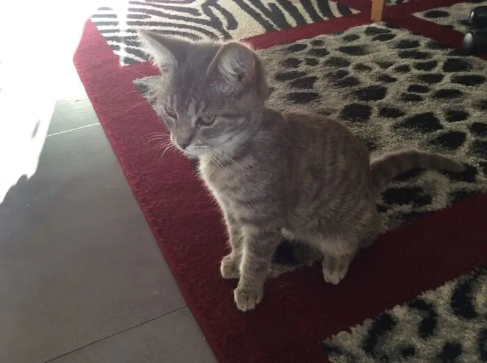 Sylvester When We Rescued Him When He Was Four Months Old.