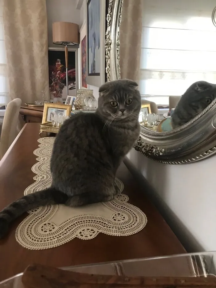 Mirror Mirror 😈