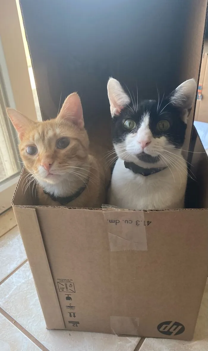Our Blind Kitten And His Brother In A Box
