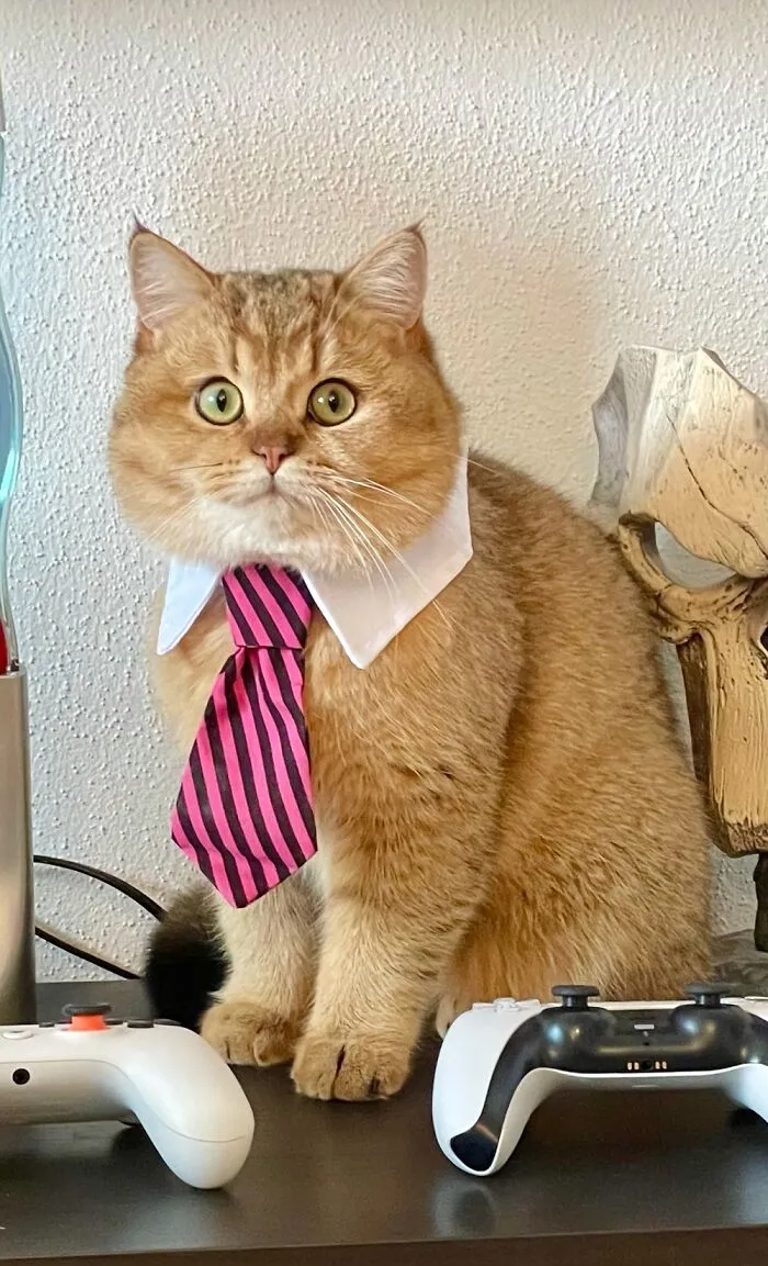 Professor Mochi Votes For Making It A Pawplic Holiday