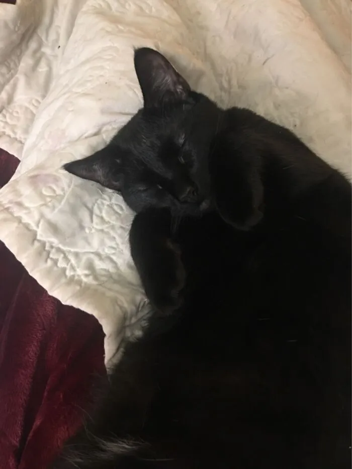 My Sweetheart Sam