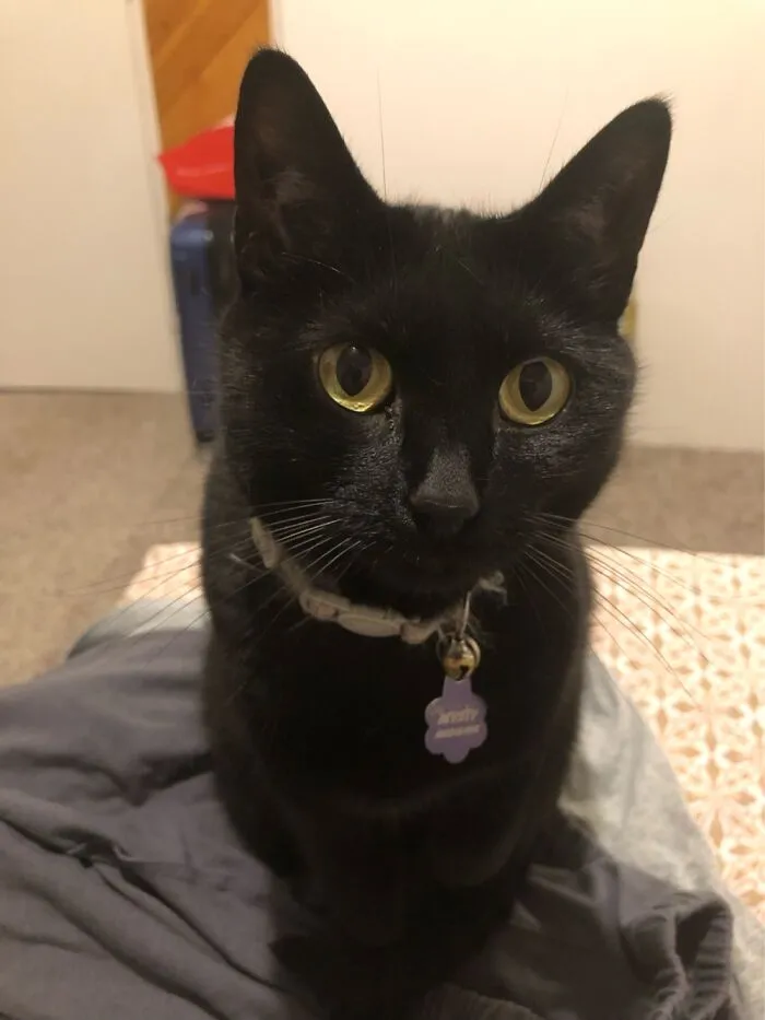 Mysty Mayhem, She Disapproves Of Me Napping.