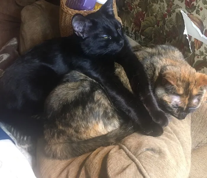 Sam And Toto