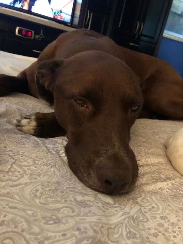 Chocolate 🐾🐾