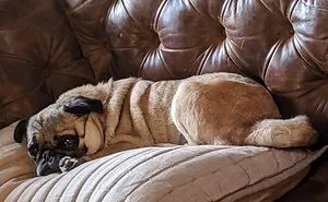 Hey Pandas, Post A Picture Of Your Cat Or Dog Sitting In A Bread Position (Closed)