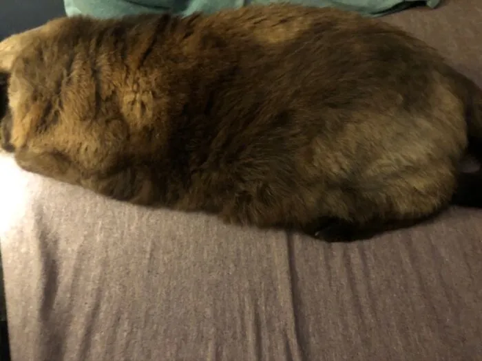 This Annabelle Looking Like A Loaf Of Bread Or A Meatloaf