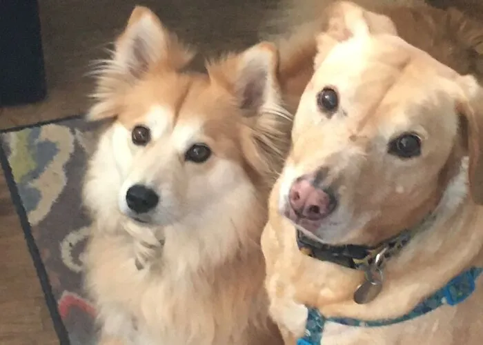 Ginger & Stryker