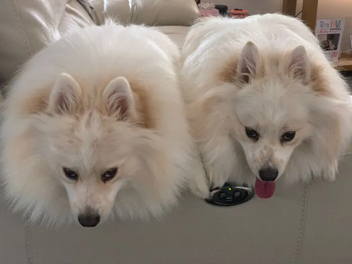Teddy And Charlie Impatiently Awaiting Walkies!