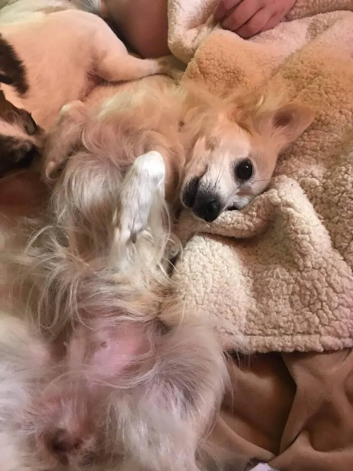 Silly Dog