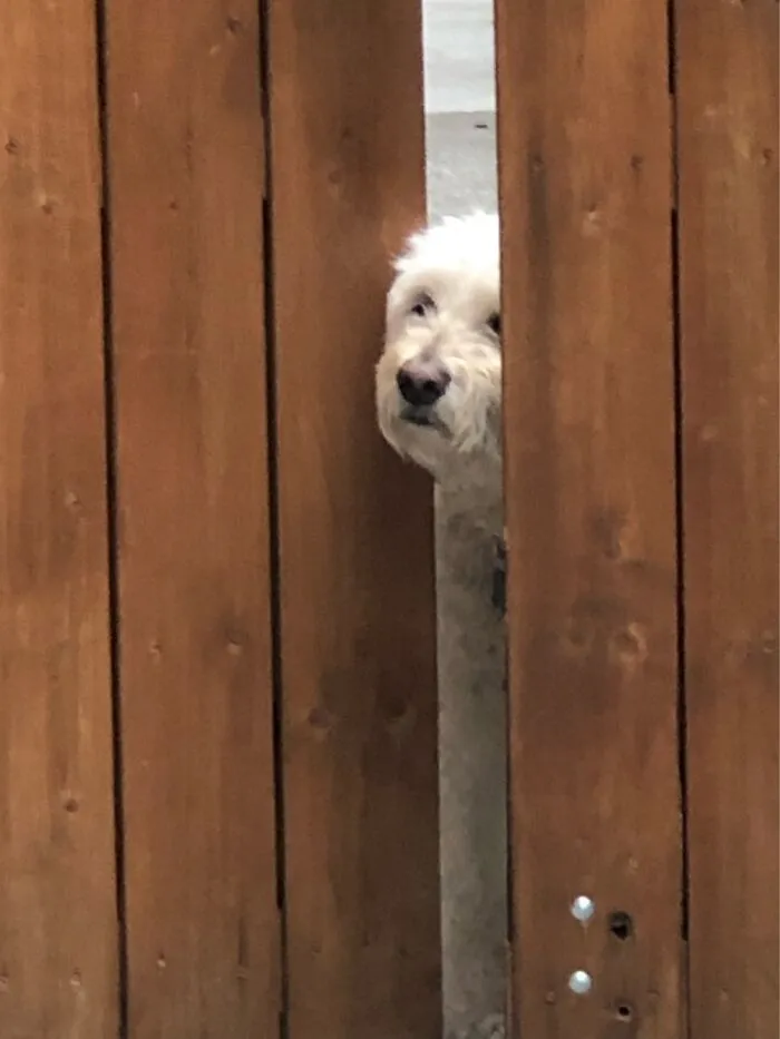 Our Shy Girl, Abby