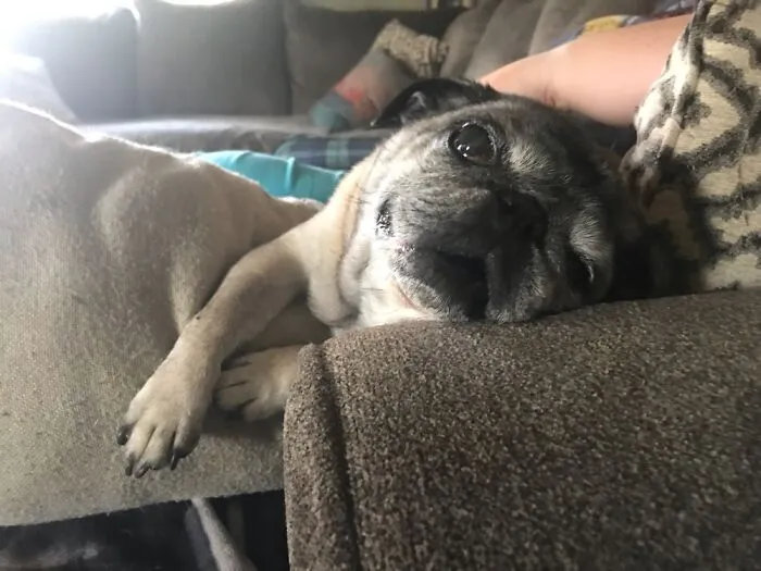 Lazy Lucy