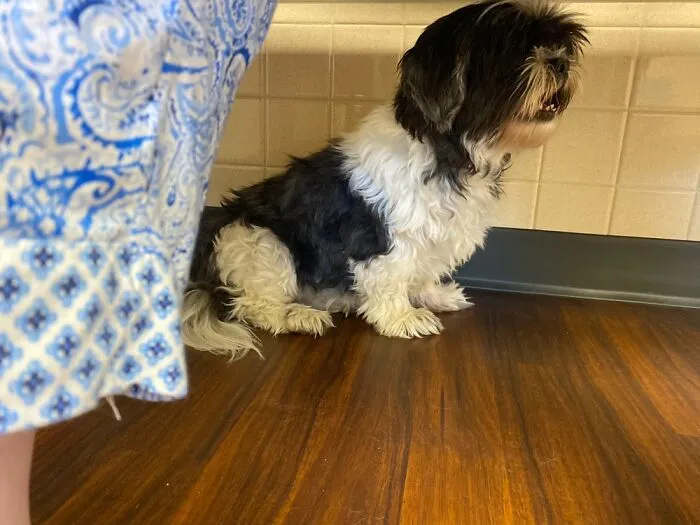 Ming Ming Rescued Shihtzu