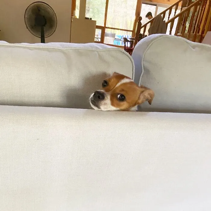 Just Got Stung By A Bee And Has Found Her Safe Place!