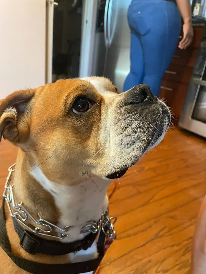 American Bulldog/Boston Terrier