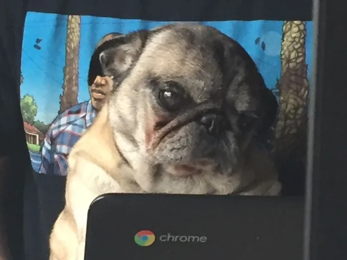 Lucy Does Not Like Distance Learning.