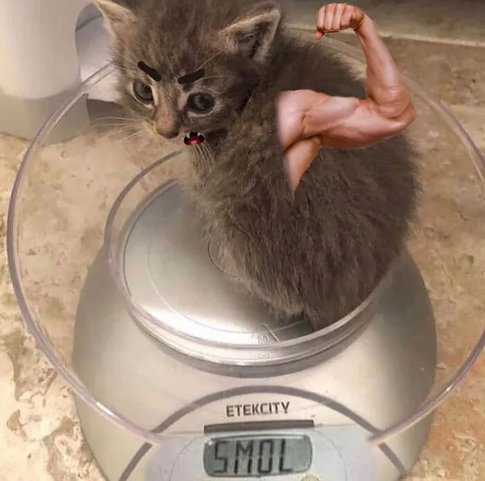 You Talkin To Mew?!